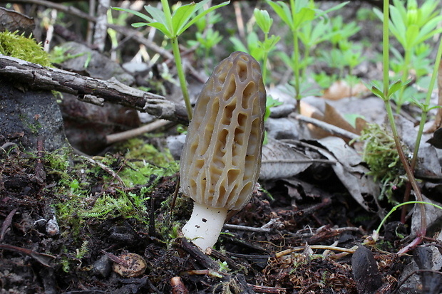 smrčok kužeľovitý Morchella conica Pers.