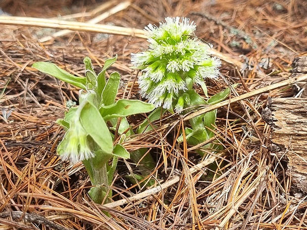 deväťsil biely Petasites albus (L.) P. Gaertn.