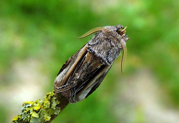 chochlatka osiková Pheosia tremula