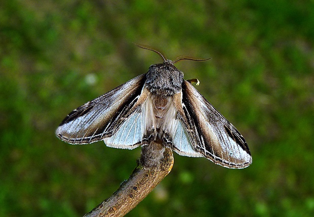 chochlatka osiková Pheosia tremula