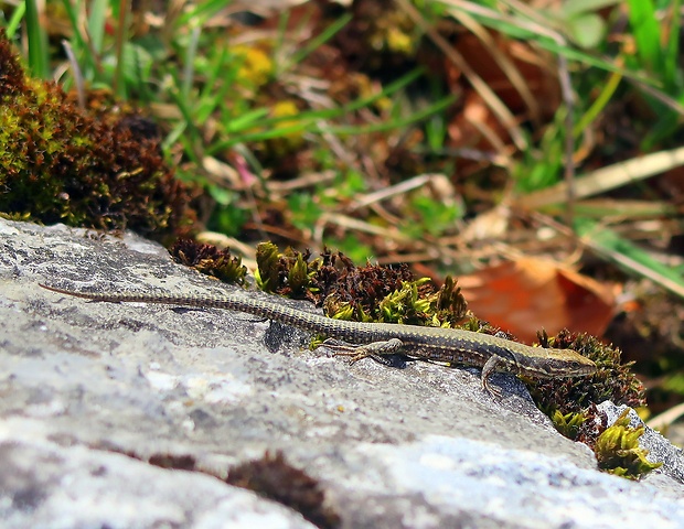 jašterica murova Podarcis muralis