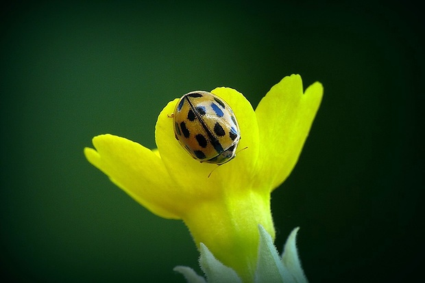 lienka štrnásťbodková (sk) / slunéčko čtrnáctitečné (cz) Propylea quatuordecimpunctata (Linnaeus, 1758)