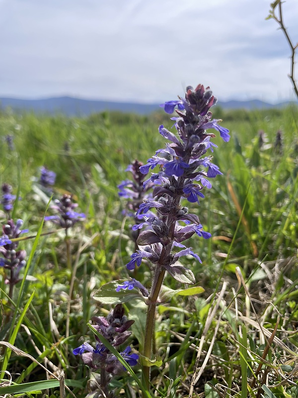 zbehovec plazivý Ajuga reptans L.