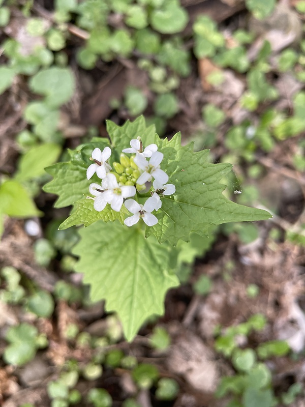 cesnačka lekárska Alliaria petiolata (M. Bieb.) Cavara et Grande