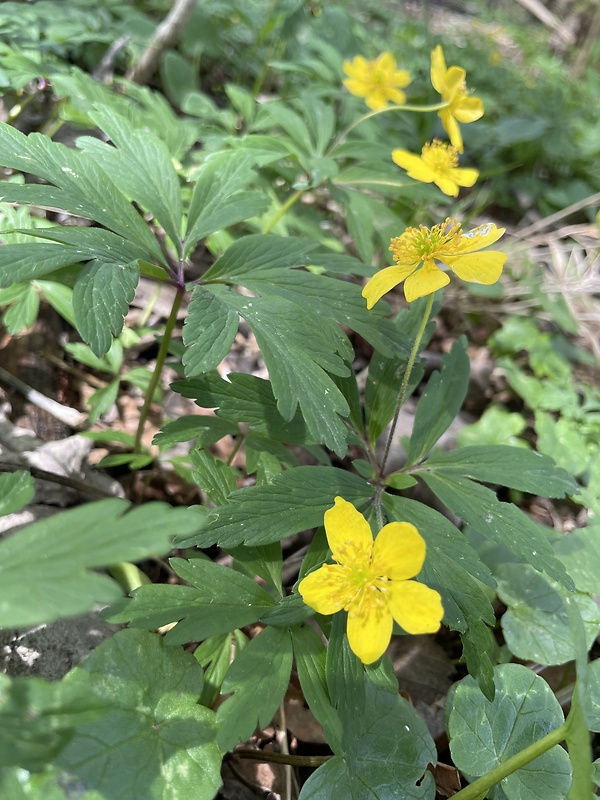 veternica iskerníkovitá Anemone ranunculoides L.