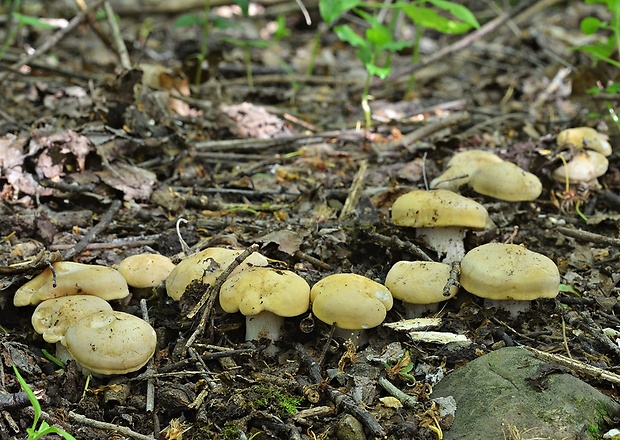 čírovnica májová Calocybe gambosa (Fr.) Donk