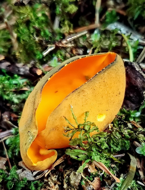 pohárovka ohnivá Caloscypha fulgens (Pers.) Boud.