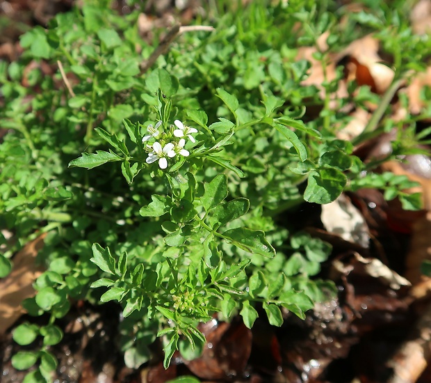 žerušnica horká opizova Cardamine amara subsp. opicii (J. Presl et C. Presl) Čelak.