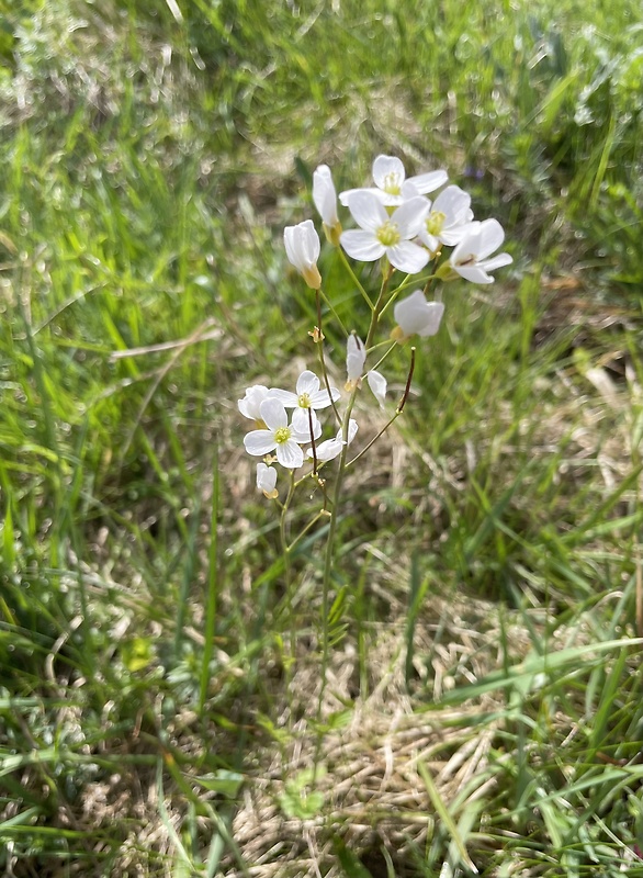 žerušnica lúčna Cardamine pratensis L.