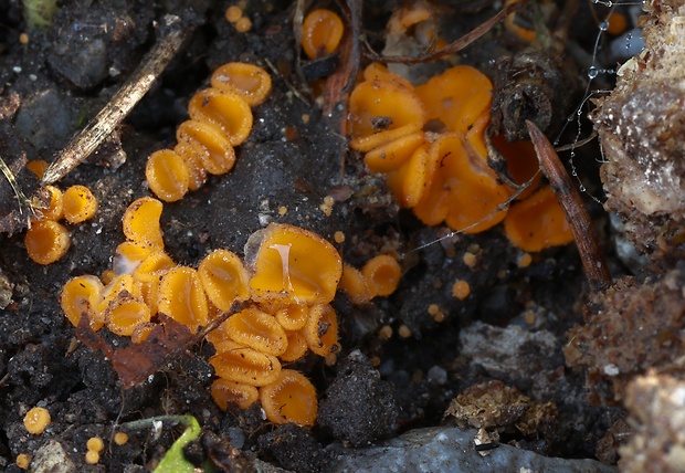 lajnovec Cheilymenia sp.