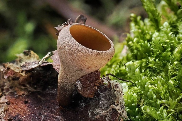 jahňadka hrdzavá Ciboria rufofusca (O. Weberb.) Sacc.