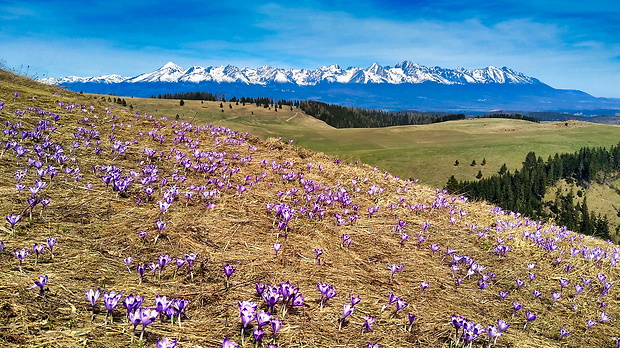 šafran spišský Crocus discolor G. Reuss