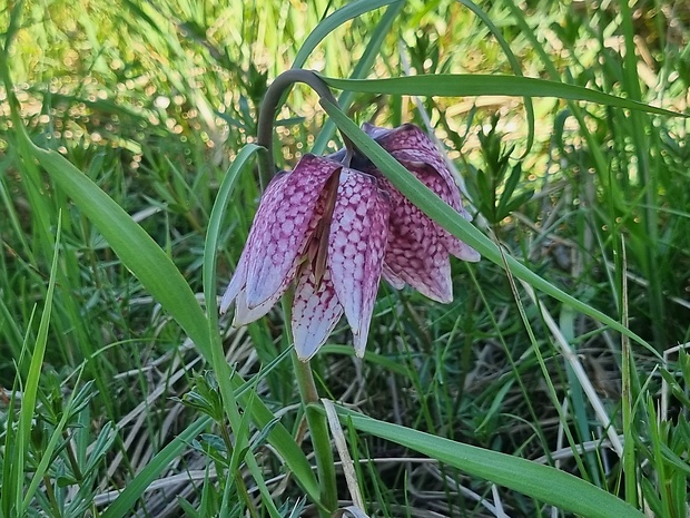 korunkovka strakatá Fritillaria meleagris L.