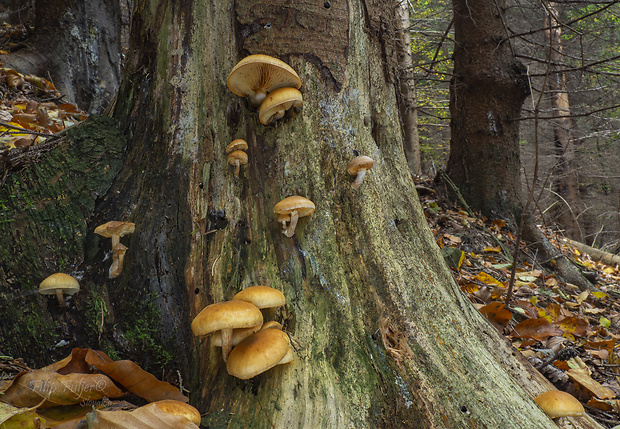 šupinovec nevoňavý biotop Gymnopilus penetrans (Fr.) Murrill