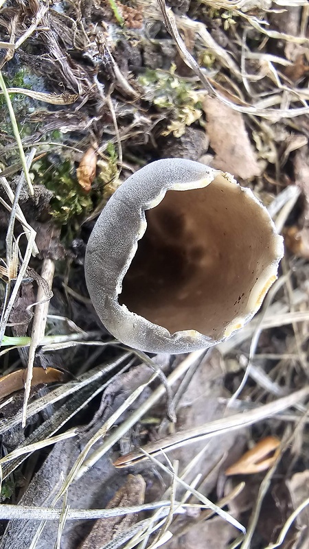 chriapač sosnový Helvella leucomelaena (Pers.) Nannf.