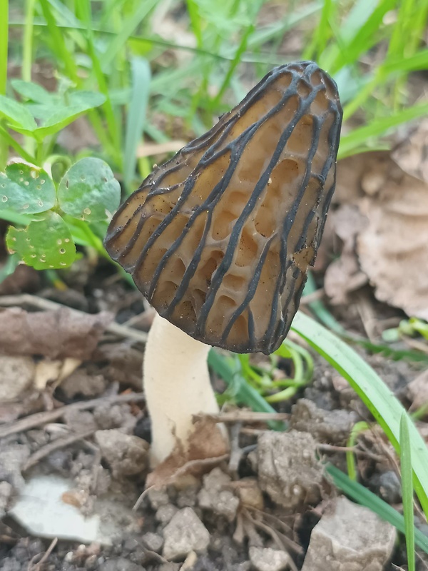 smrčok hybridný Morchella semilibera DC.