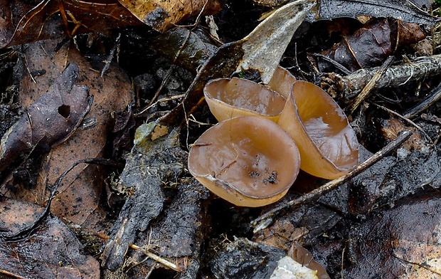 hľuznatka Sclerotinia sp.