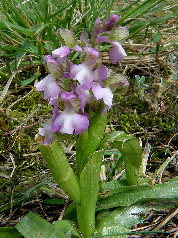 červenohlav obyčajný Anacamptis morio (L.) R. M. Bateman, A. M. Pringeon & M. W. Chase