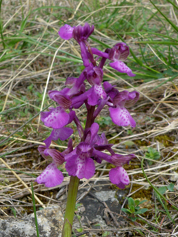 červenohlav obyčajný Anacamptis morio (L.) R. M. Bateman, A. M. Pringeon & M. W. Chase