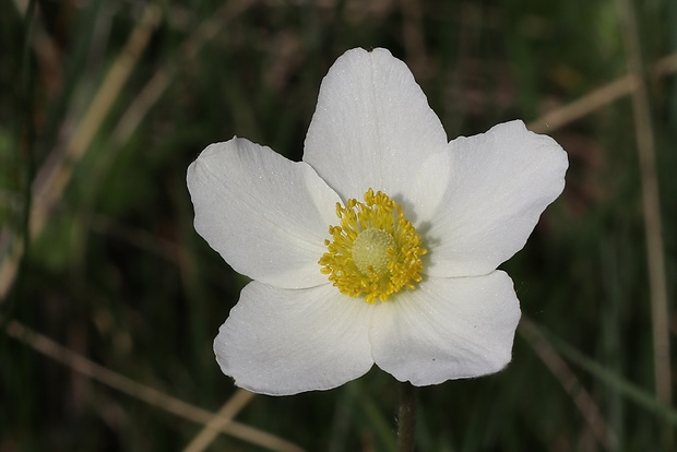 veternica lesná Anemone sylvestris L.