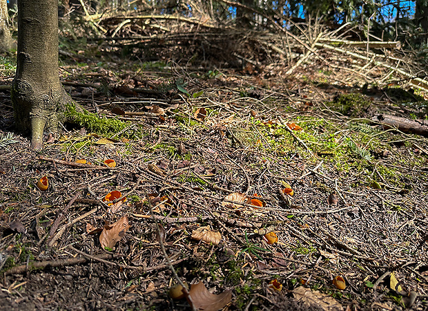 biotop - pohárovka ohnivá Caloscypha fulgens (Pers.) Boud.