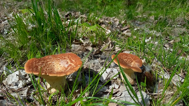 trúdnik šupinatý Cerioporus squamosus (Huds.) Quél.