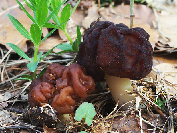 ušiak obyčajný Gyromitra esculenta (Pers.) Fr.