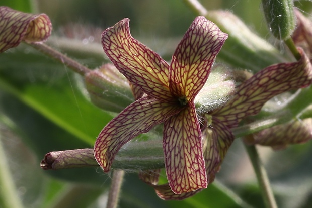 večernica smutná Hesperis tristis L.