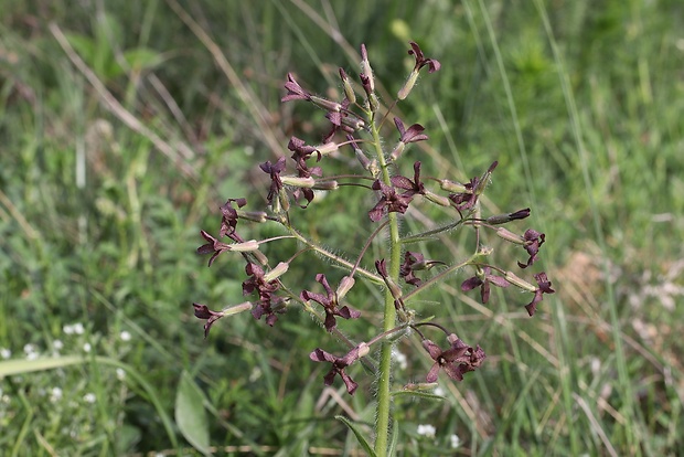 večernica smutná Hesperis tristis L.