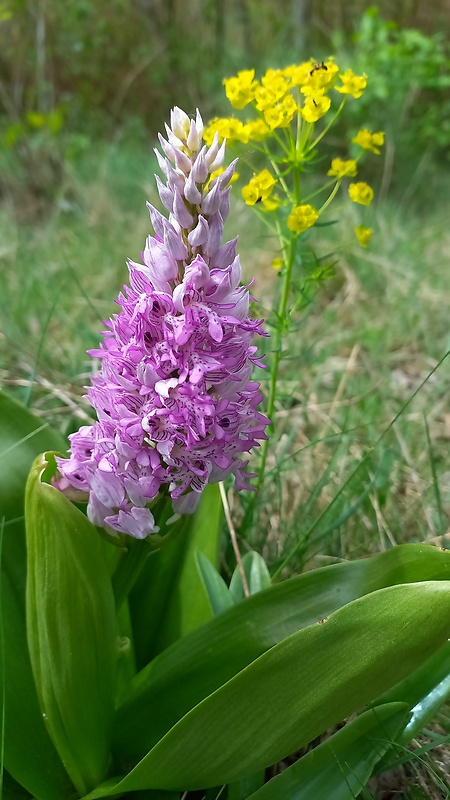 vstavač vojenský Orchis militaris L.