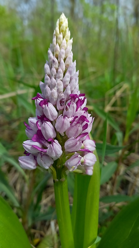 vstavač vojenský Orchis militaris L.