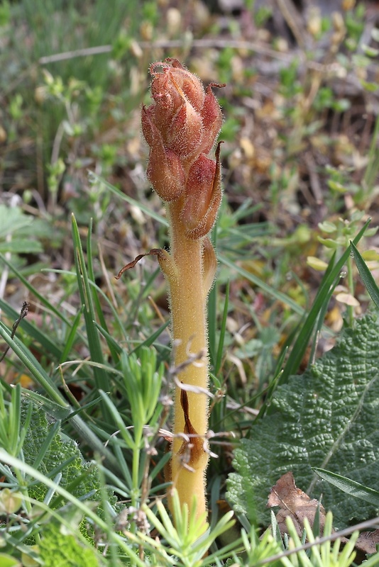 záraza obyčajná Orobanche caryophyllacea Sm.