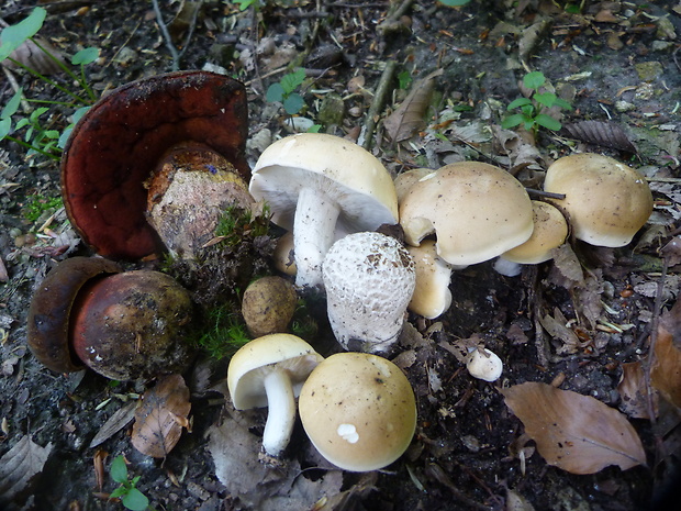 hríb zrnitohlúbikový, čírovnica májová, rozpadavec dlabaný Sutorius luridiformis, Calocybe gambosa, Lycoperdon utriforme