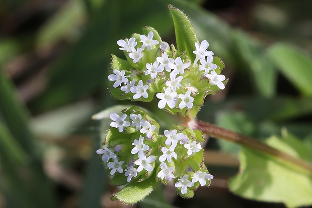 valeriánka poľná Valerianella locusta (L.) Laterr.