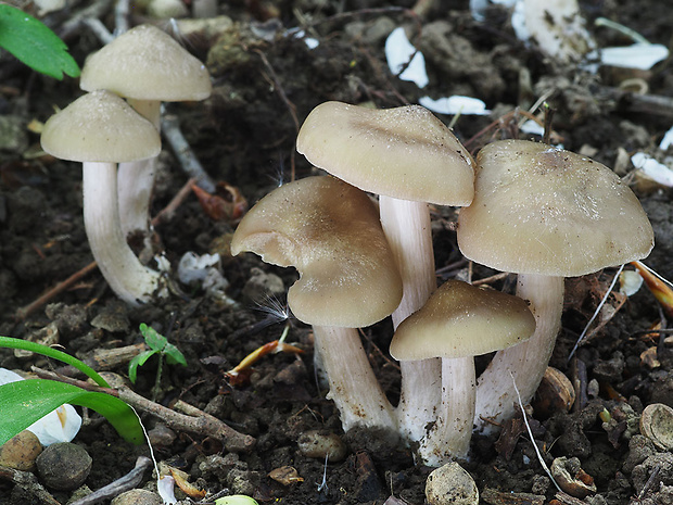 hodvábnica jarná Entoloma clypeatum (L.) P. Kumm.