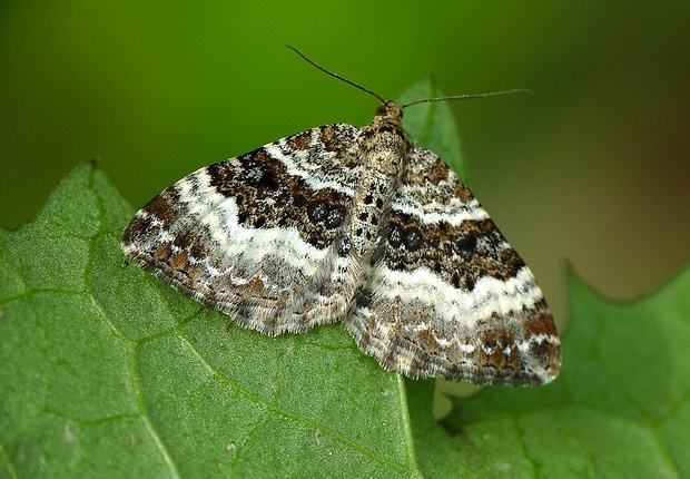 piadivka obyčajná Epirrhoe alternata