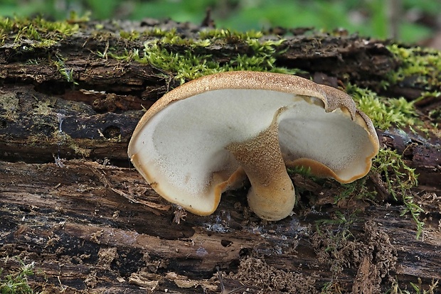 trúdnik strapkatý Lentinus substrictus (Bolton) Zmitr. & Kovalenko