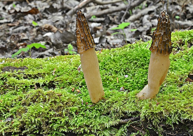 smrčok kužeľovitý Morchella conica Pers.