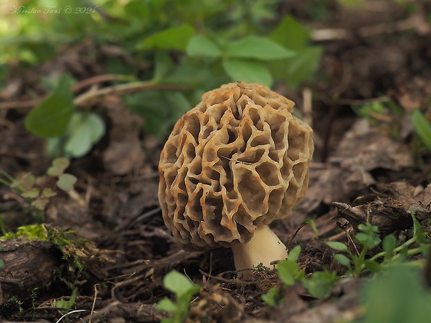 smrčok jedlý Morchella esculenta (L.) Pers.