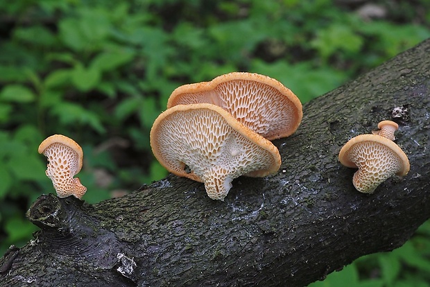 trúdnik veľkopórový Neofavolus alveolaris (DC.) Sotome & T. Hatt.