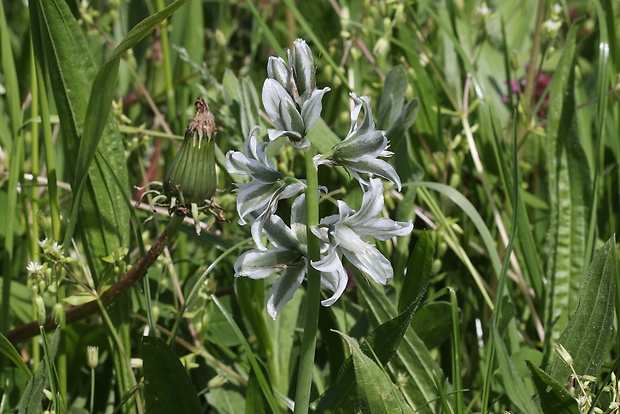 bledavka boucheova Ornithogalum boucheanum (Kunth) Asch.