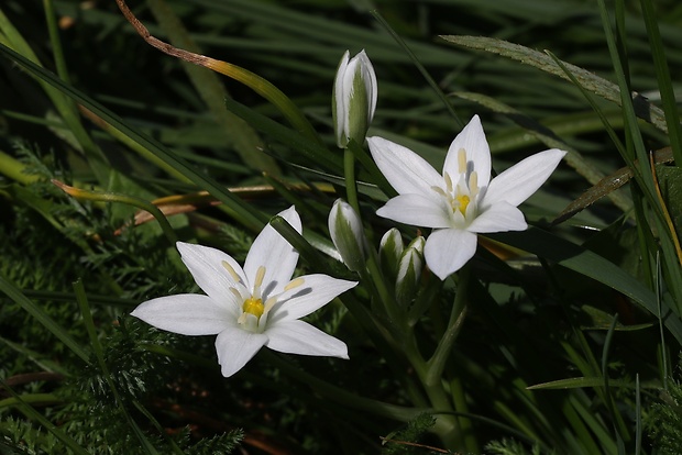 bledavka kochova Ornithogalum kochii Parl.