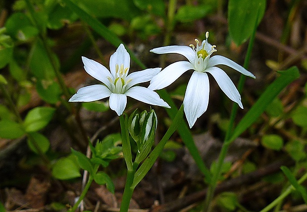 bledavka okolíkatá Ornithogalum umbellatum L