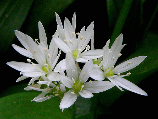 cesnak medvedí Allium ursinum L.