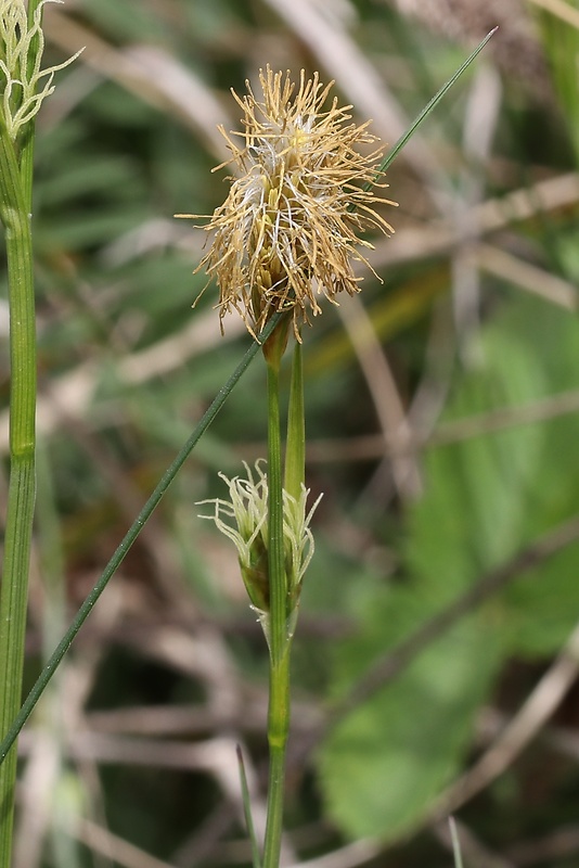 ostrica micheliho Carex michelii Host