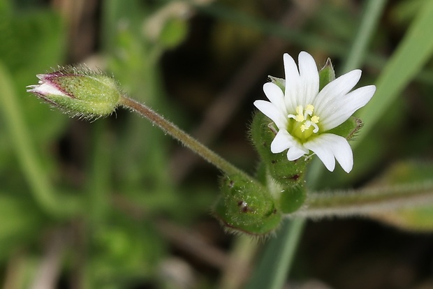 rožec mazľavý Cerastium glutinosum Fr.