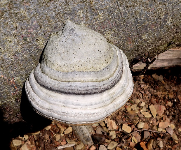 práchnovec kopytovitý Fomes fomentarius (L.) J.J. Kickx