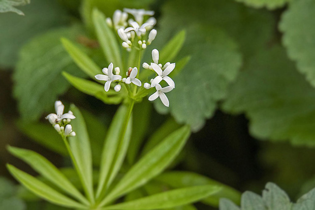 lipkavec marinkový Galium odoratum (L.) Scop.