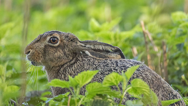 zajac poľný Lepus europaeus