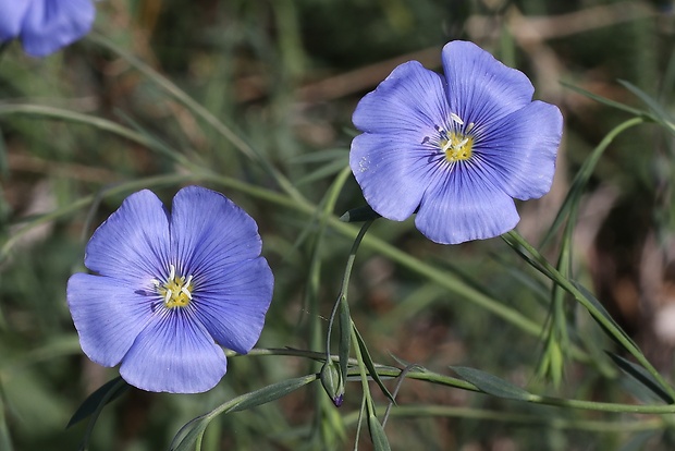 ľan rakúsky Linum austriacum L.